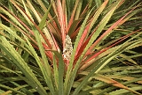 618_Plant, Machalilla NP